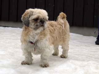 oscar-1