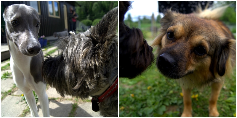 echoteddyronjalycke