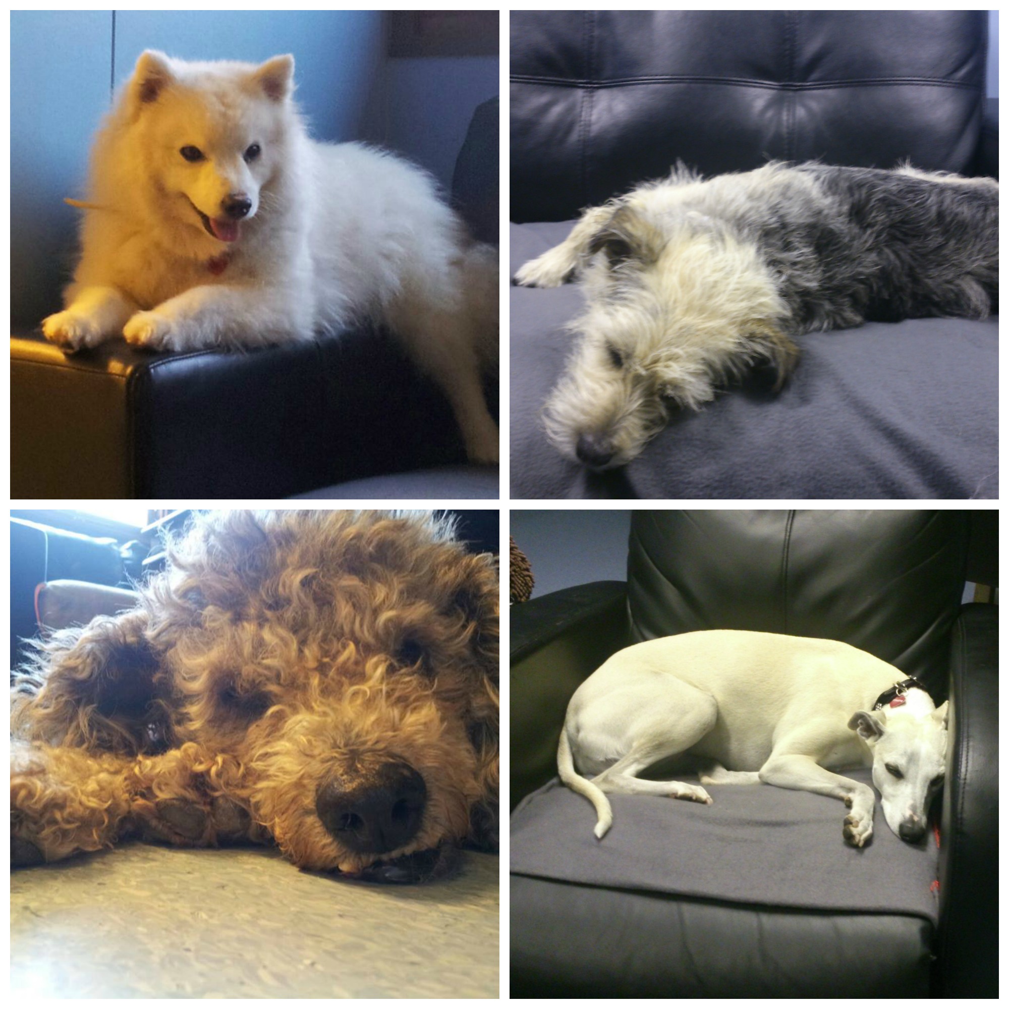 picmonkey-collage_4