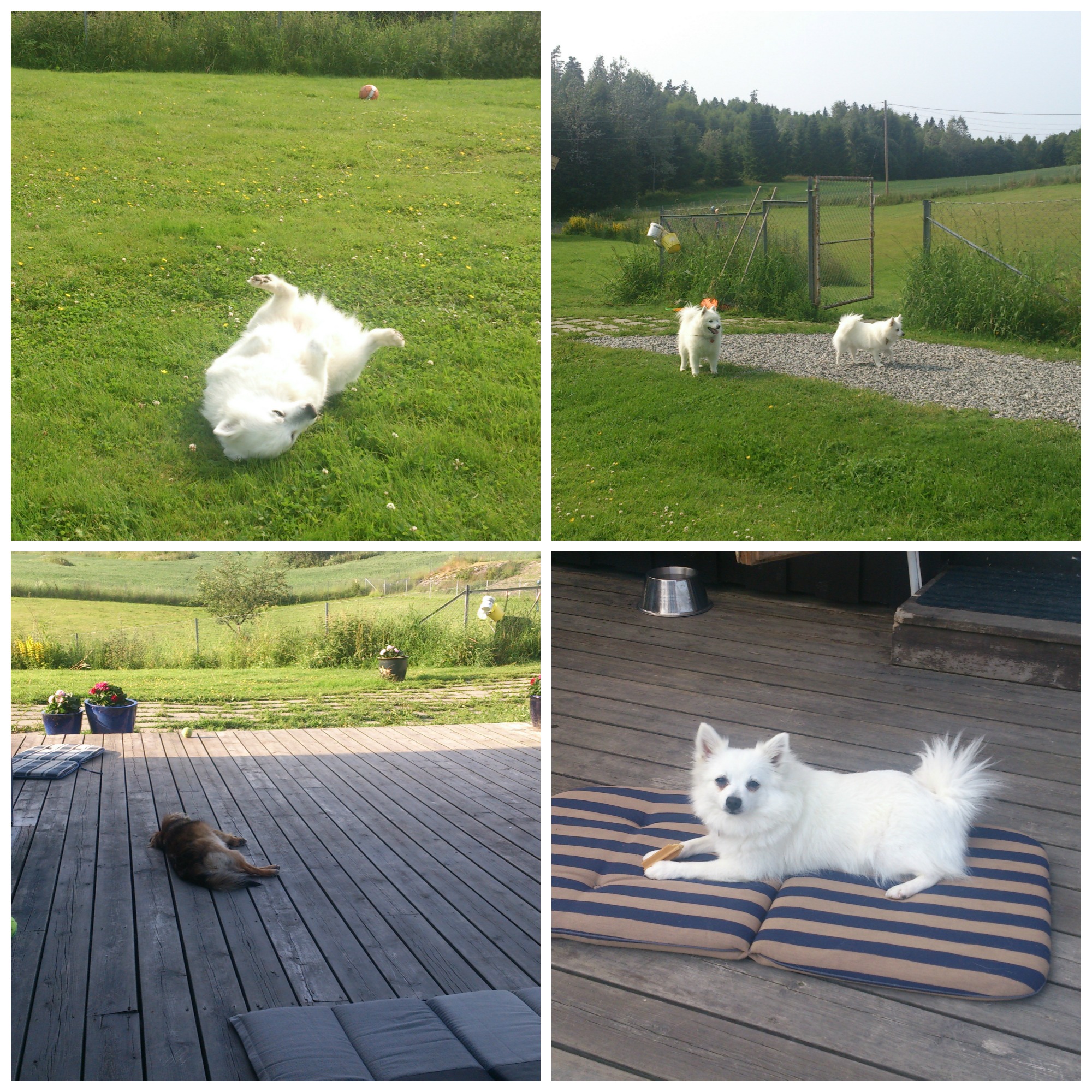 picmonkey-collage_5