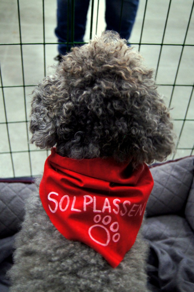SONY DSC
