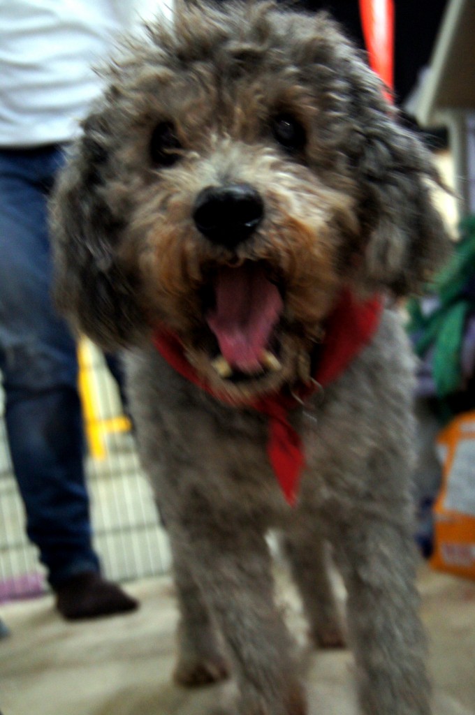 SONY DSC