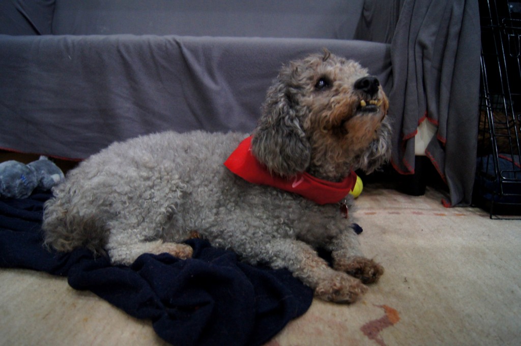 SONY DSC