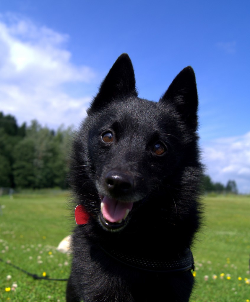 Bambo (1)