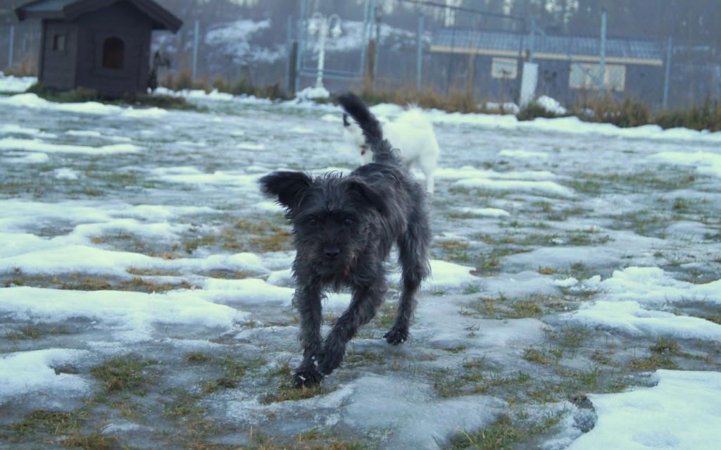 SONY DSC