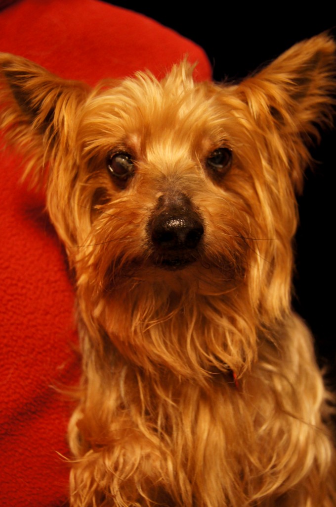 SONY DSC