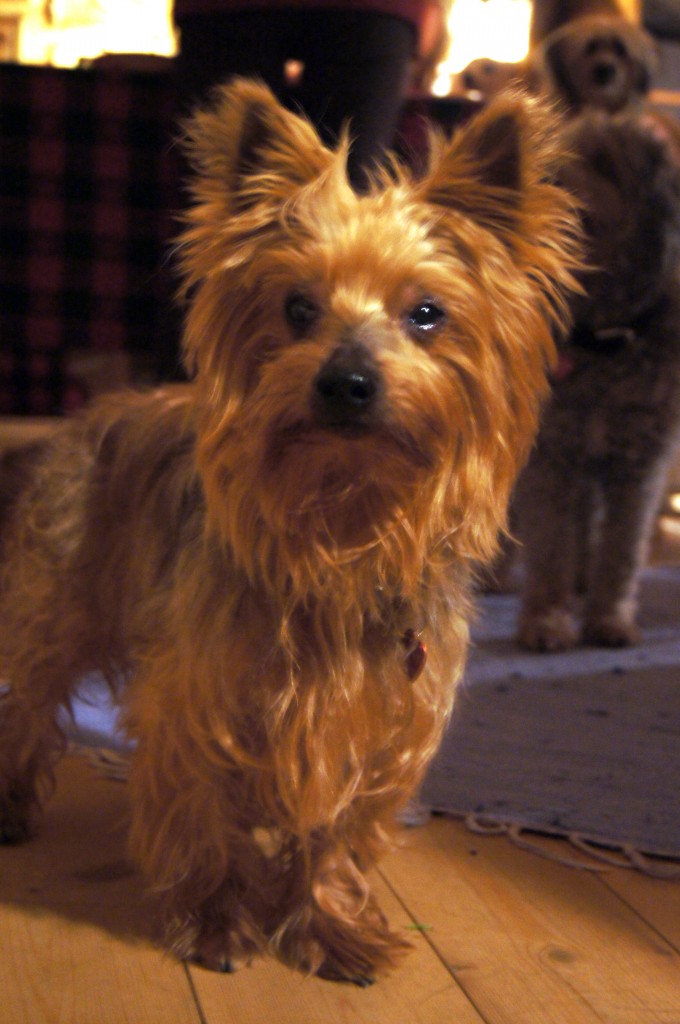 SONY DSC
