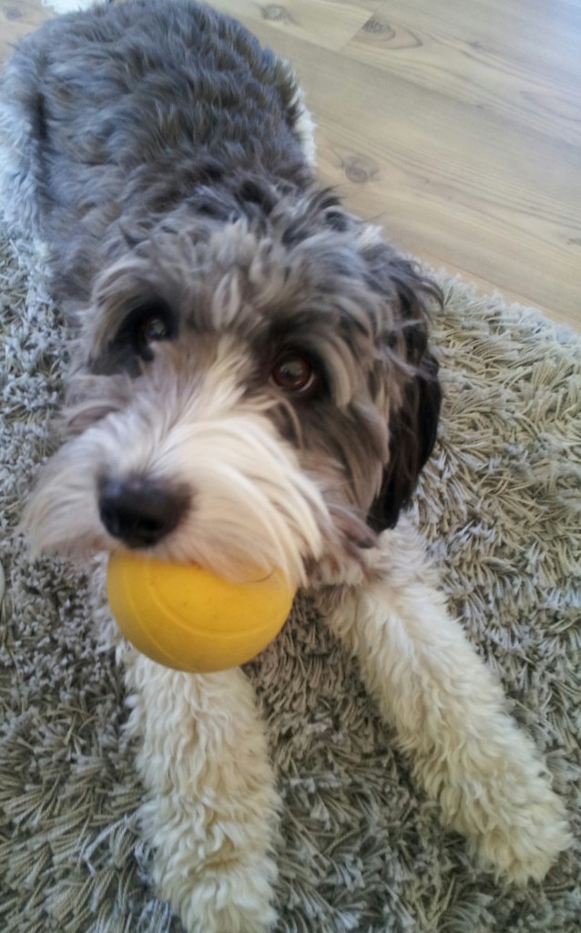 Lykken er en ball i munnen