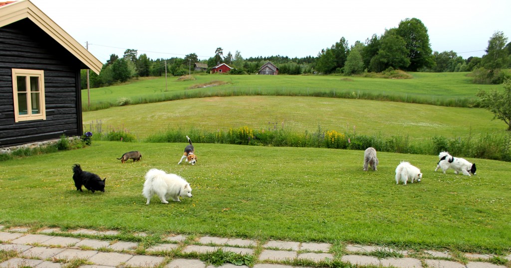 Godbitsøk (4)