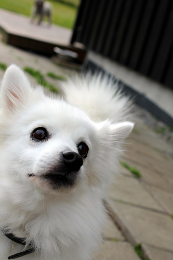 Lotti (3)