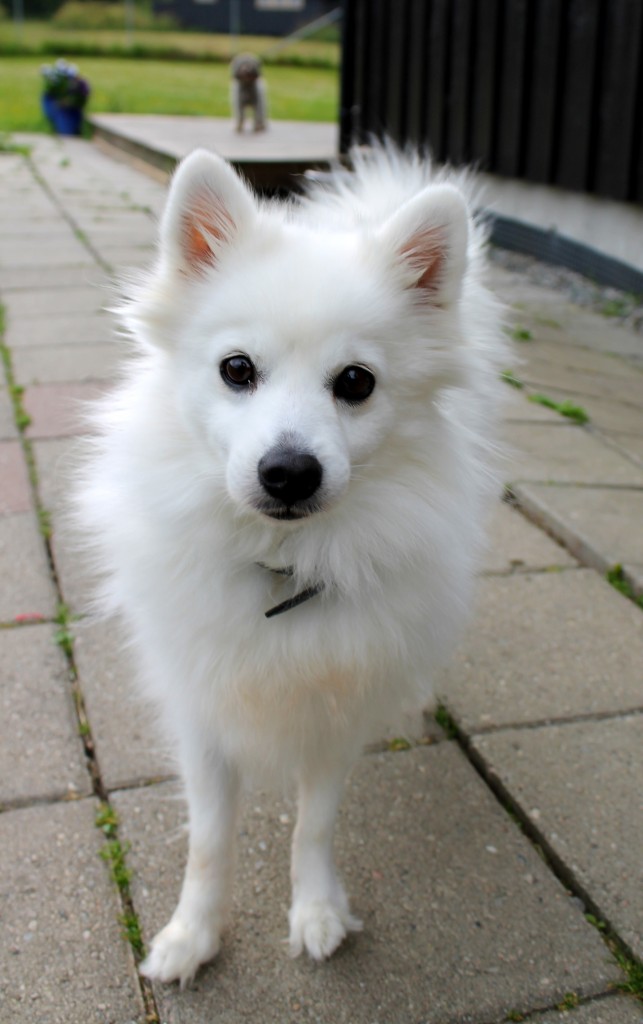 Lotti (4)