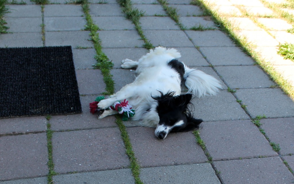 Nelly (2)