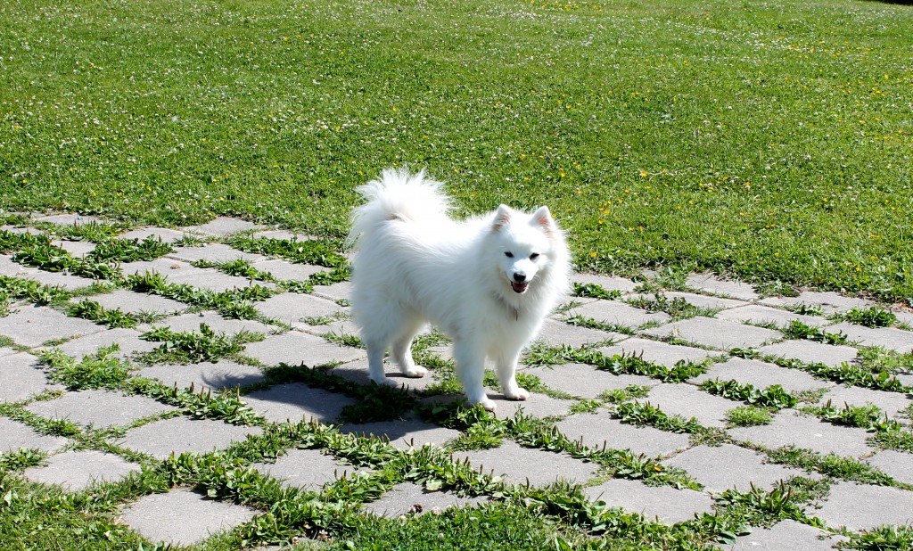 Snehvit (1)