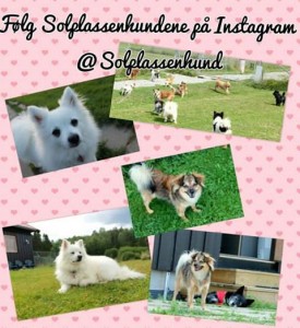 Følg Solplassen på Instagram