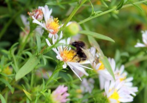 Busy Bee