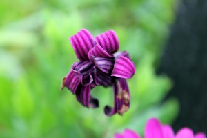 Ikke alt er gult og orange enda, fortsatt noen fargerike blomster på hushjørnene