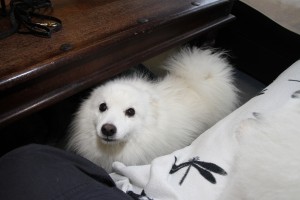 Snehvit er min lille prinsesse og hun elsker kos!