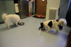 Nelly og Theo spiser middagen sin.