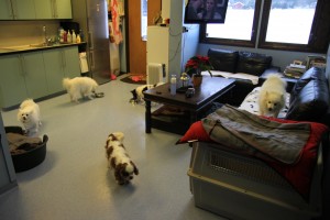 Dottie, Theo, Nelly og Snehvit er opptatt med å spise, mens Matte allerede har spist opp og snuser rundt etter mat de andre kanskje har sølt ut.