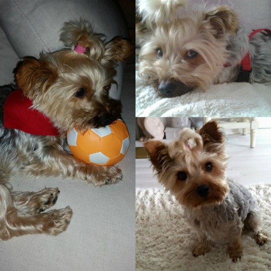 PicMonkey Collage