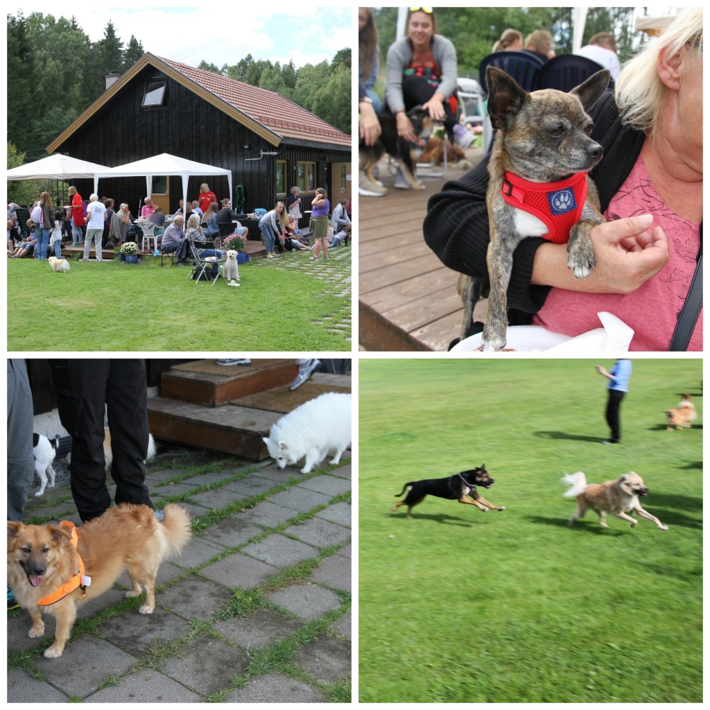 PicMonkey Collag.jpg